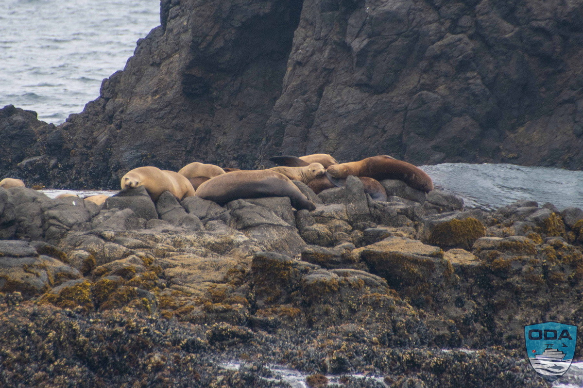 Sea lions lounging on the rocks