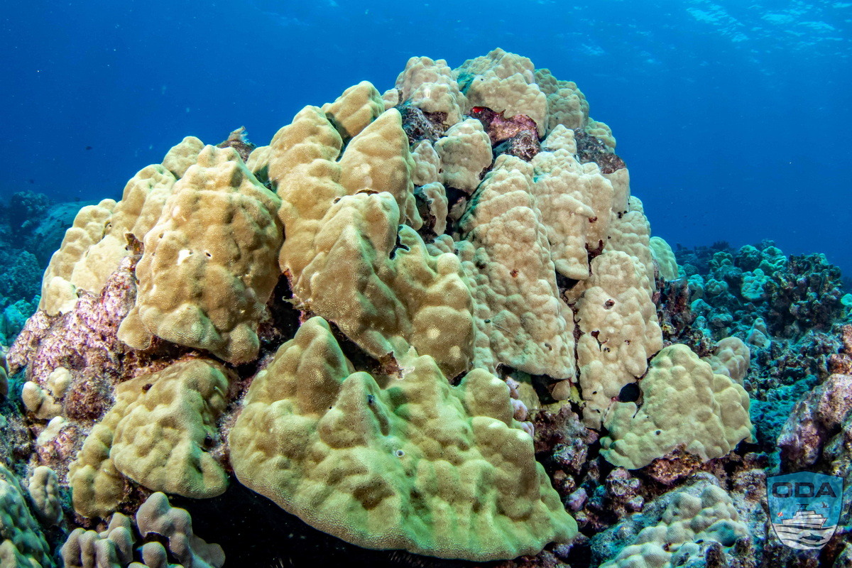 Light colored mounded coral head