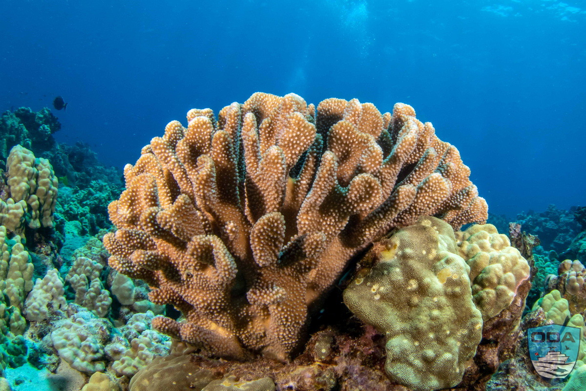 Light-orange colored coral head
