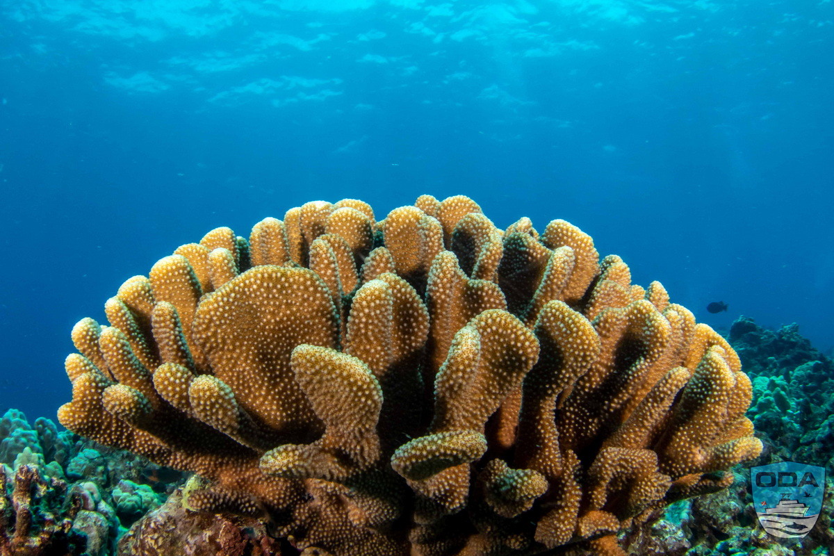 Beautiful Hawaii coral head 