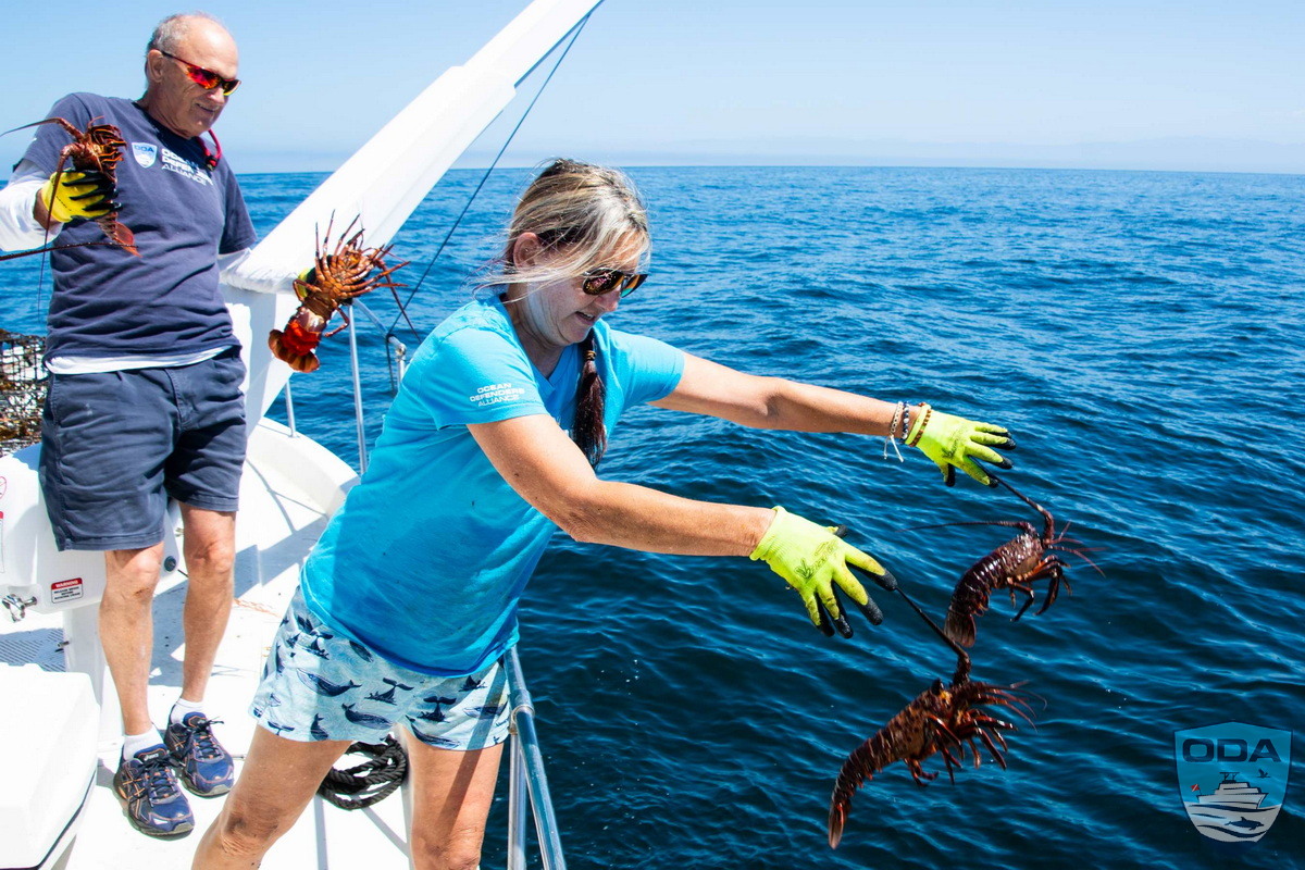 Kim releasing lobsters