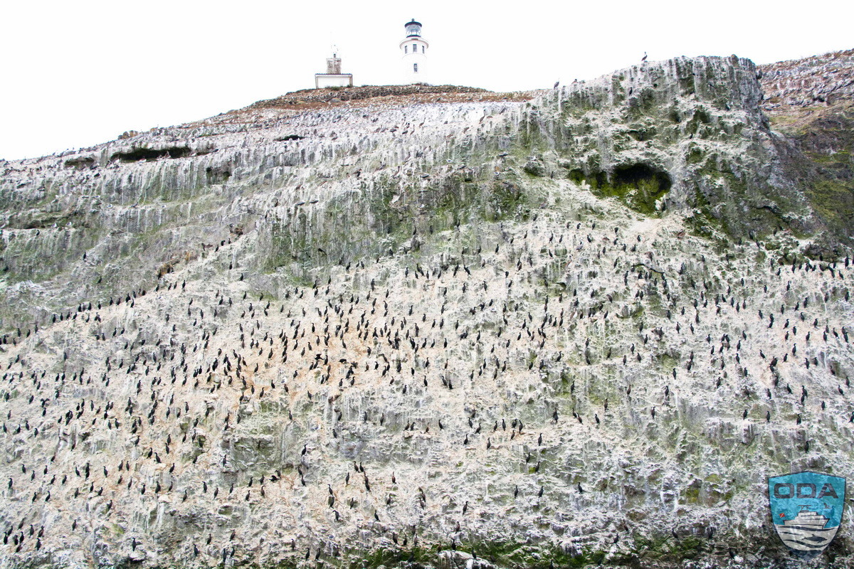 Cormorant hill