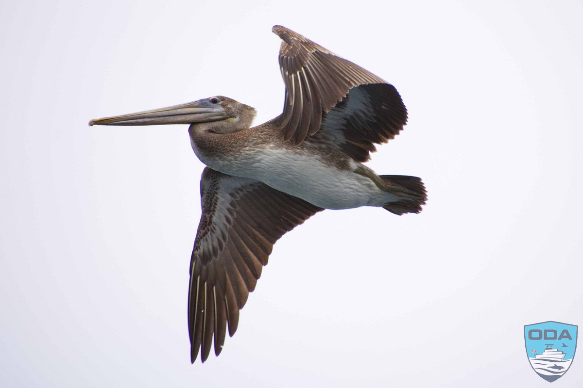 Close-up of a soaring pelican. I think he had his eye on us!