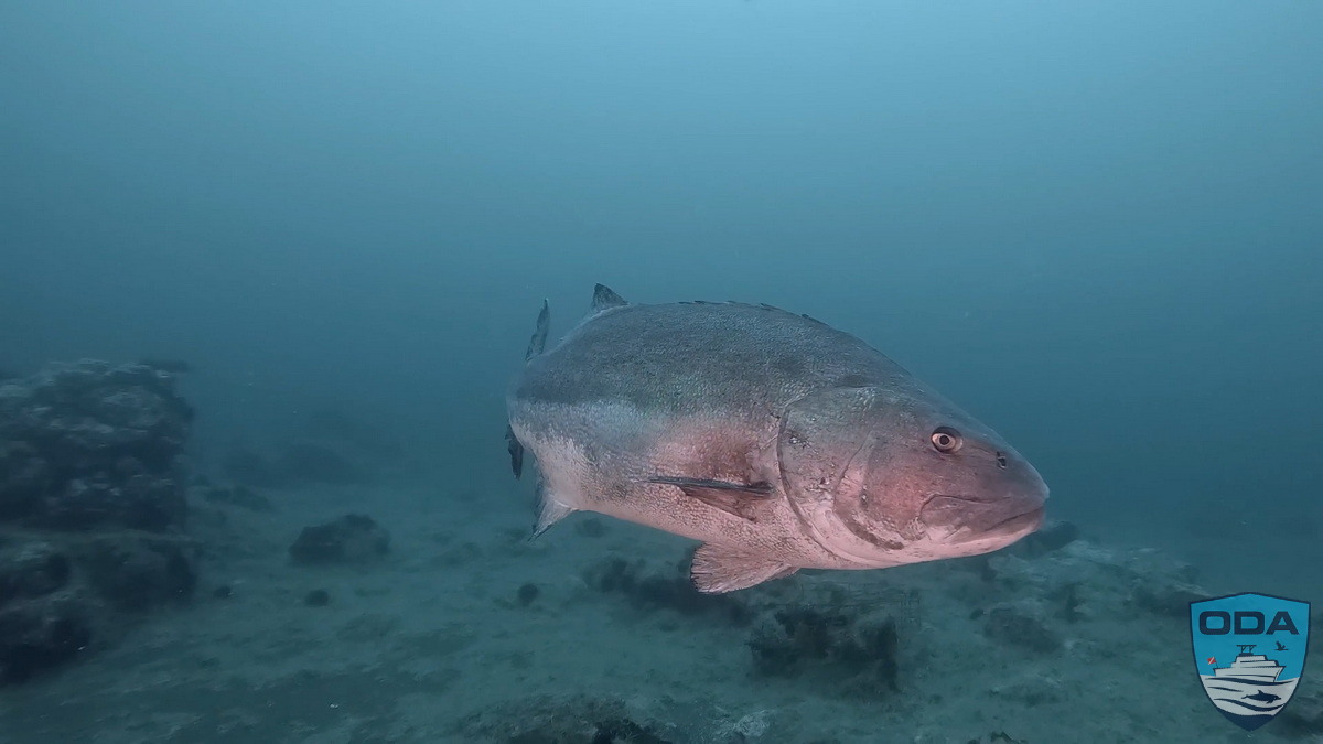 Giant sea bass