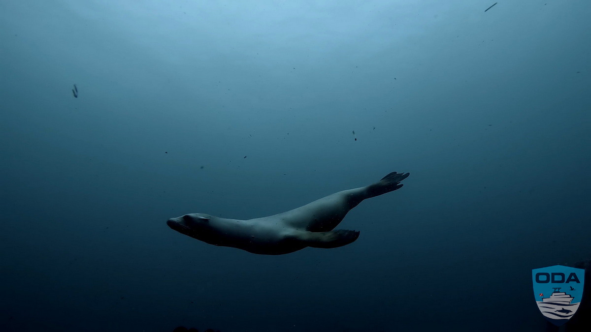 Sea Lion swims with ODA