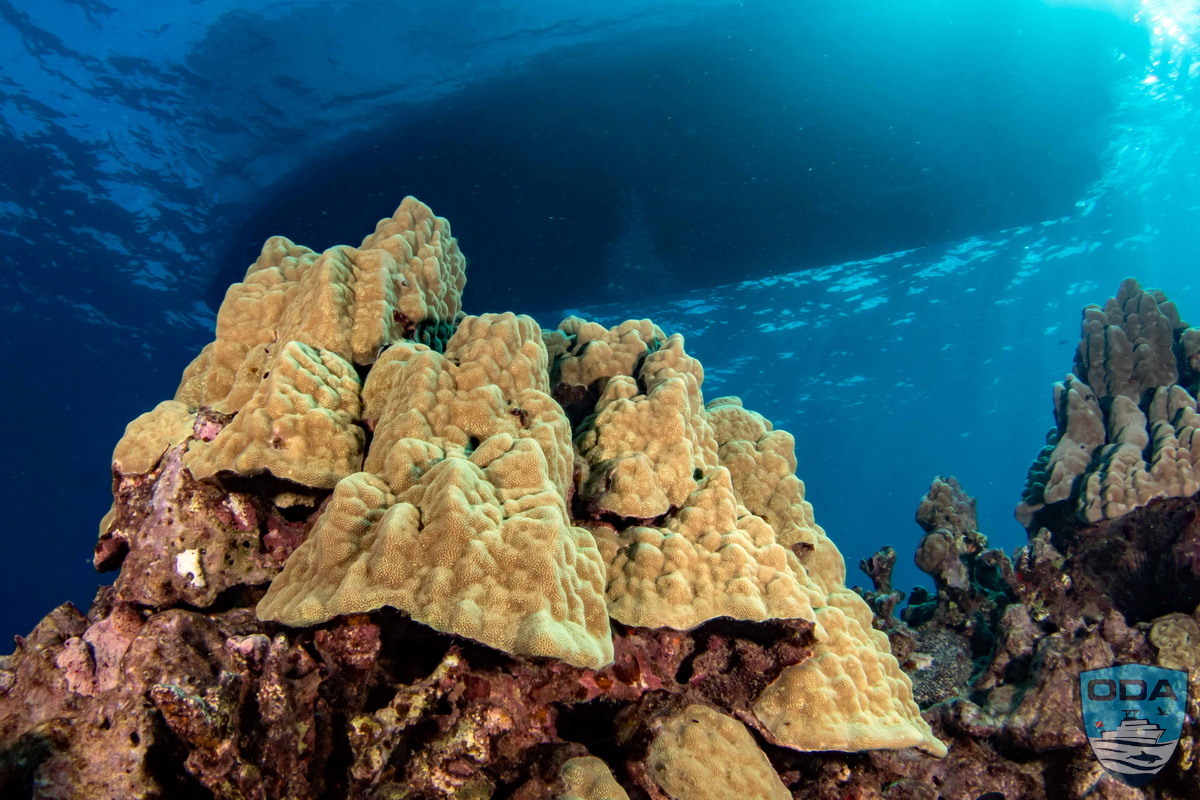 Big Island coral