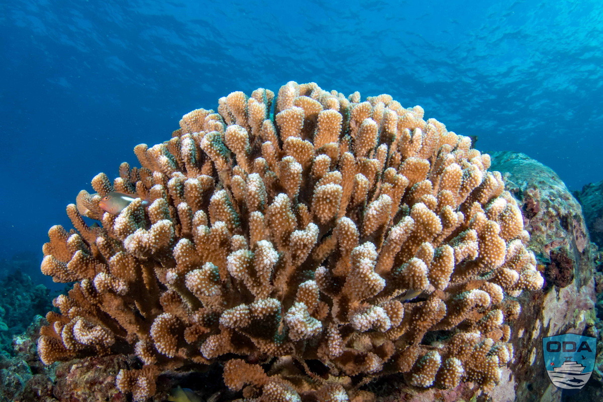 Underwater coral formation