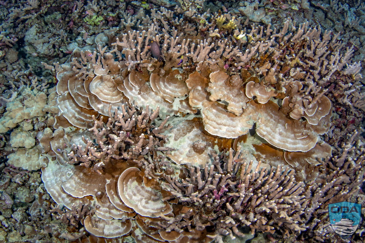 Unusual coral off coast of Hawaii Island