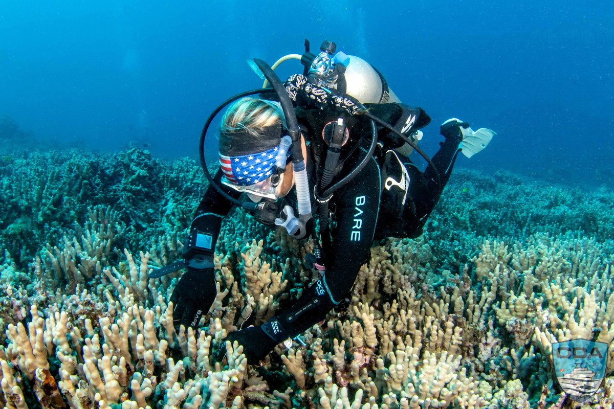 ODA volunteer carefully removes ghost gear from ocean flora