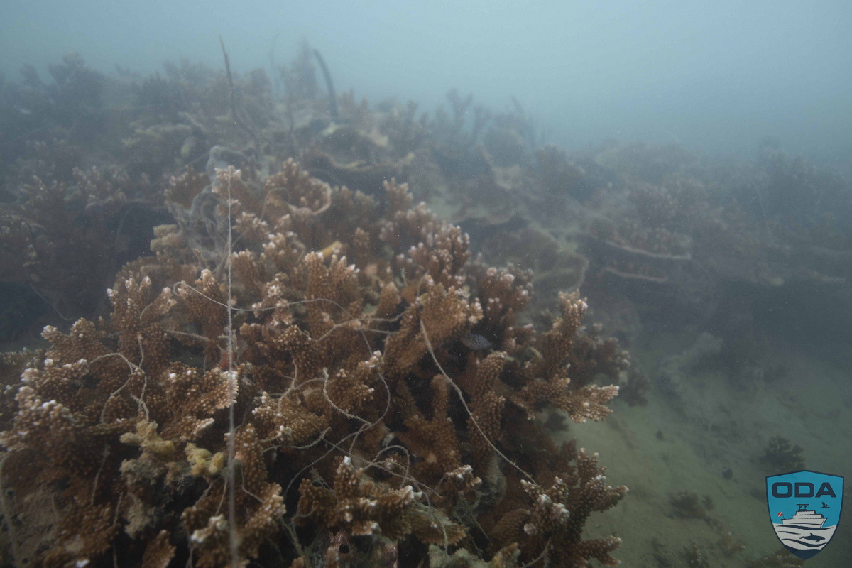 Ghost gear wrapped around ocean flora