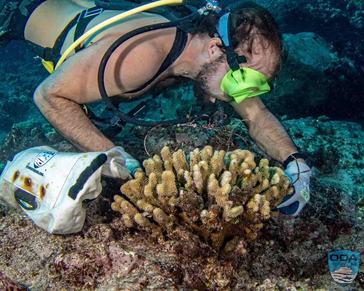 ODA Diver works to untangle abandoned fishing line
