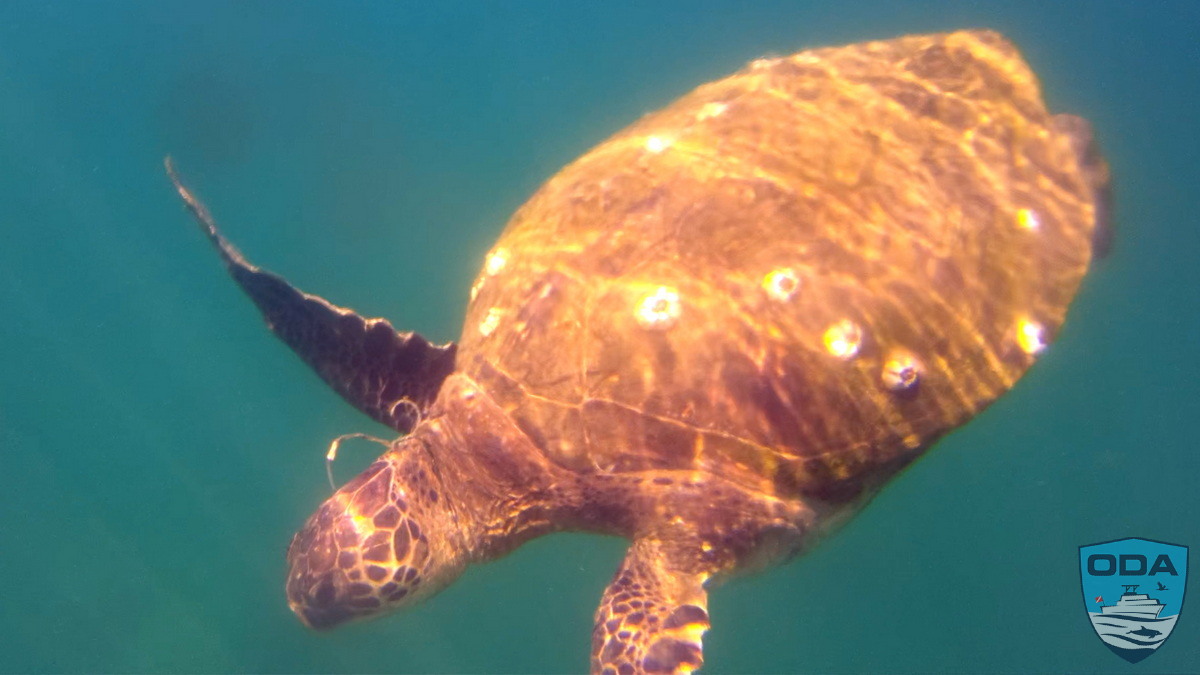 Honu turtle with harmed by hazardous derelict fishing gear