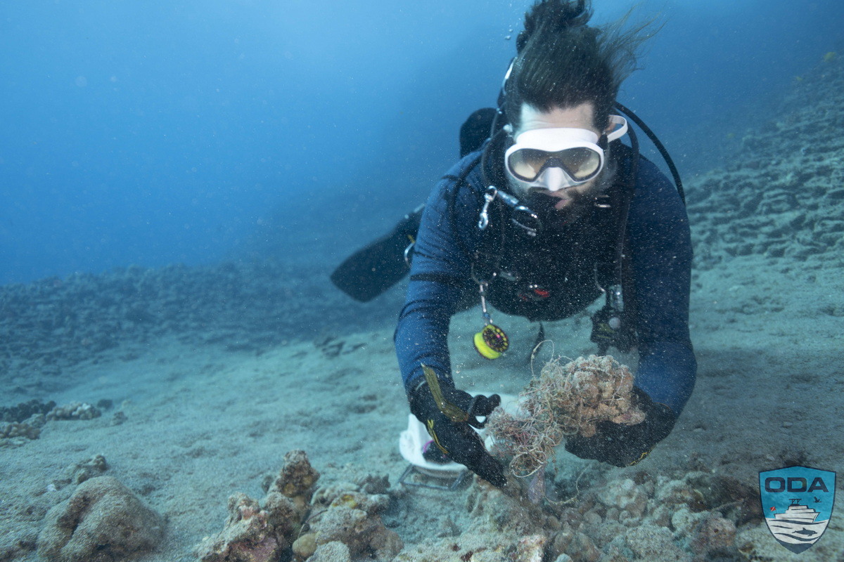 Diver removing debris from broken coral head 2 1200w wm