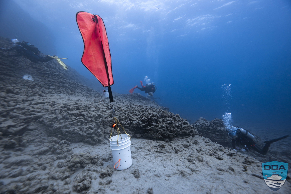 ODA volunteer Divers working the reefs