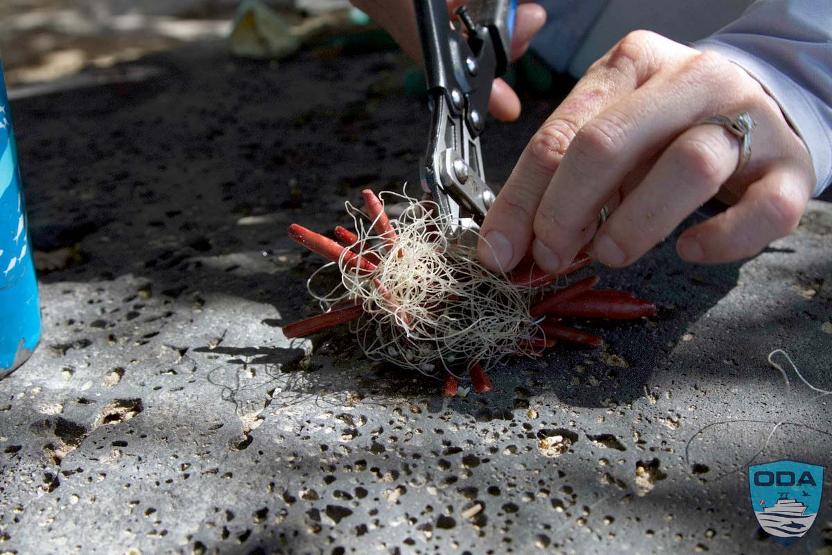 Volunteer begins to remove fishing line entangline a pencil urchin 