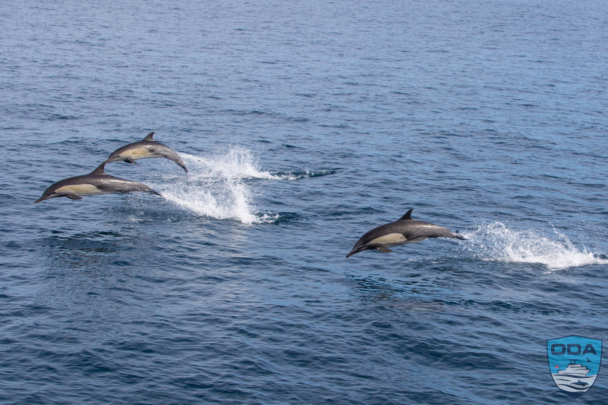 Dolphins leaping