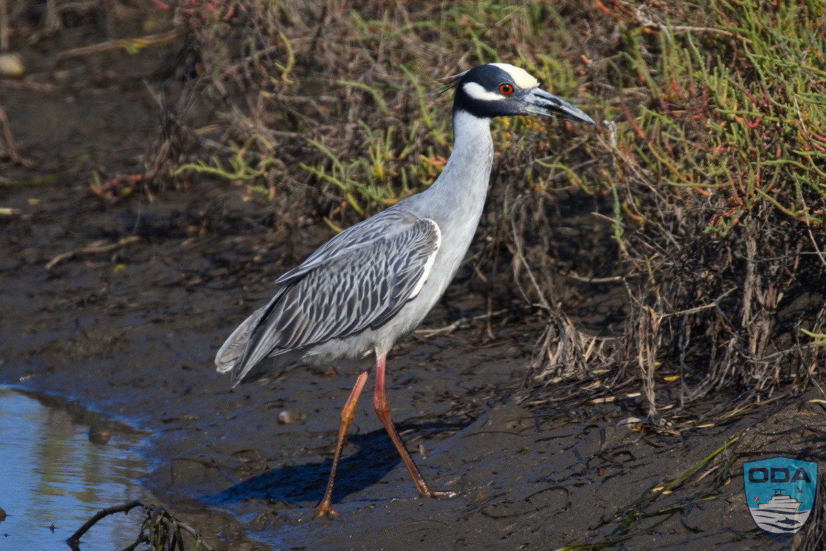 news 2026 05 07 2026 05 02 14 Yellow crowned night heron 1 PS LR 1200w wm