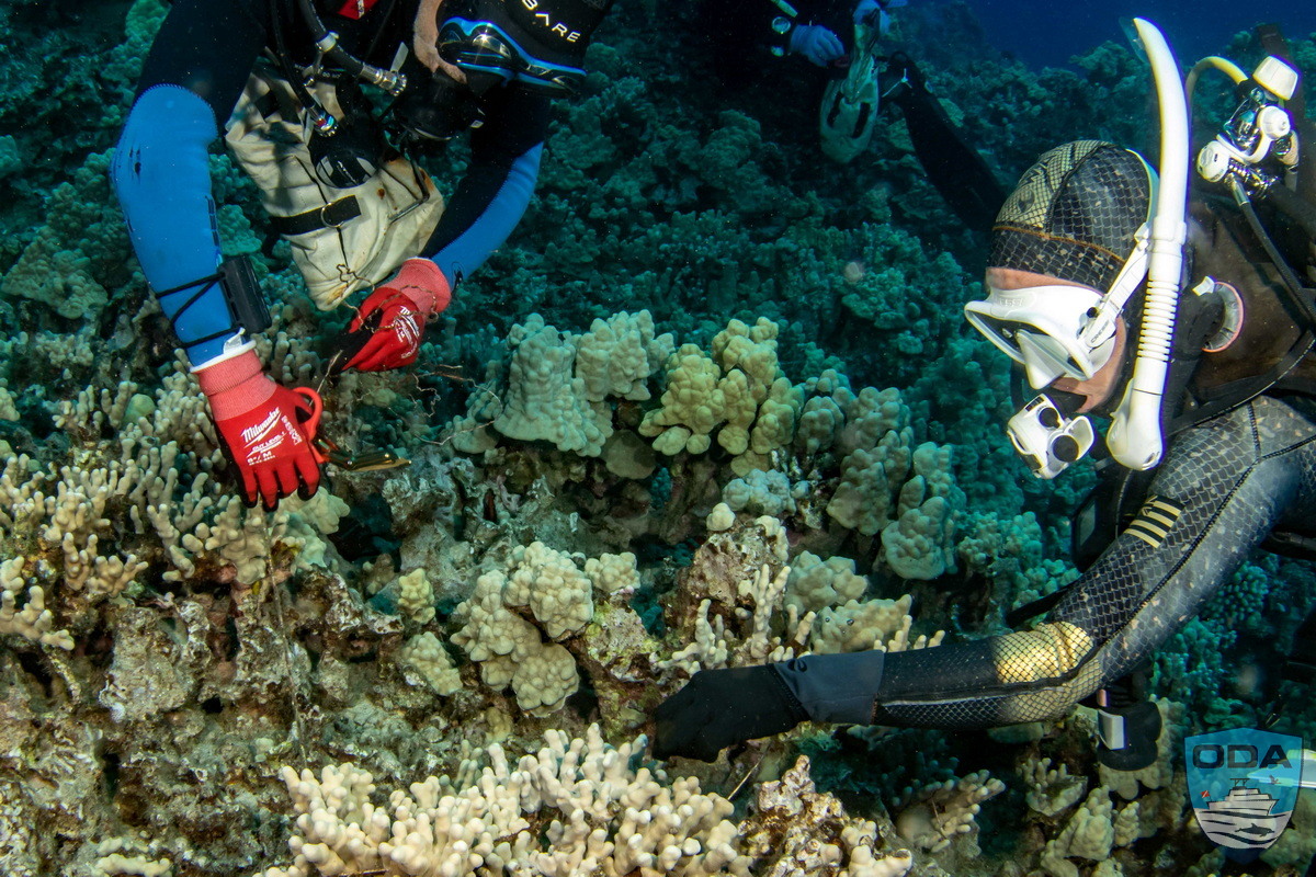 news 2026 05 28 2026 05 18 02 UW Divers removing debris 1 LR 1200w wm