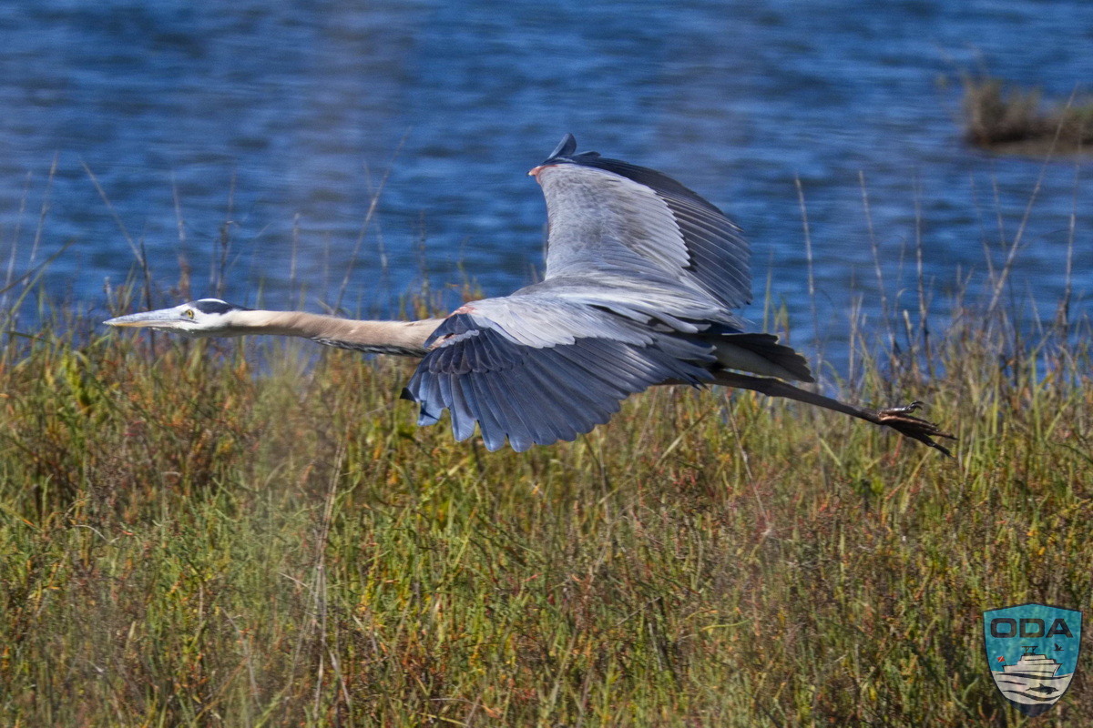 Great blue heron 3 PS LR 1200w wm