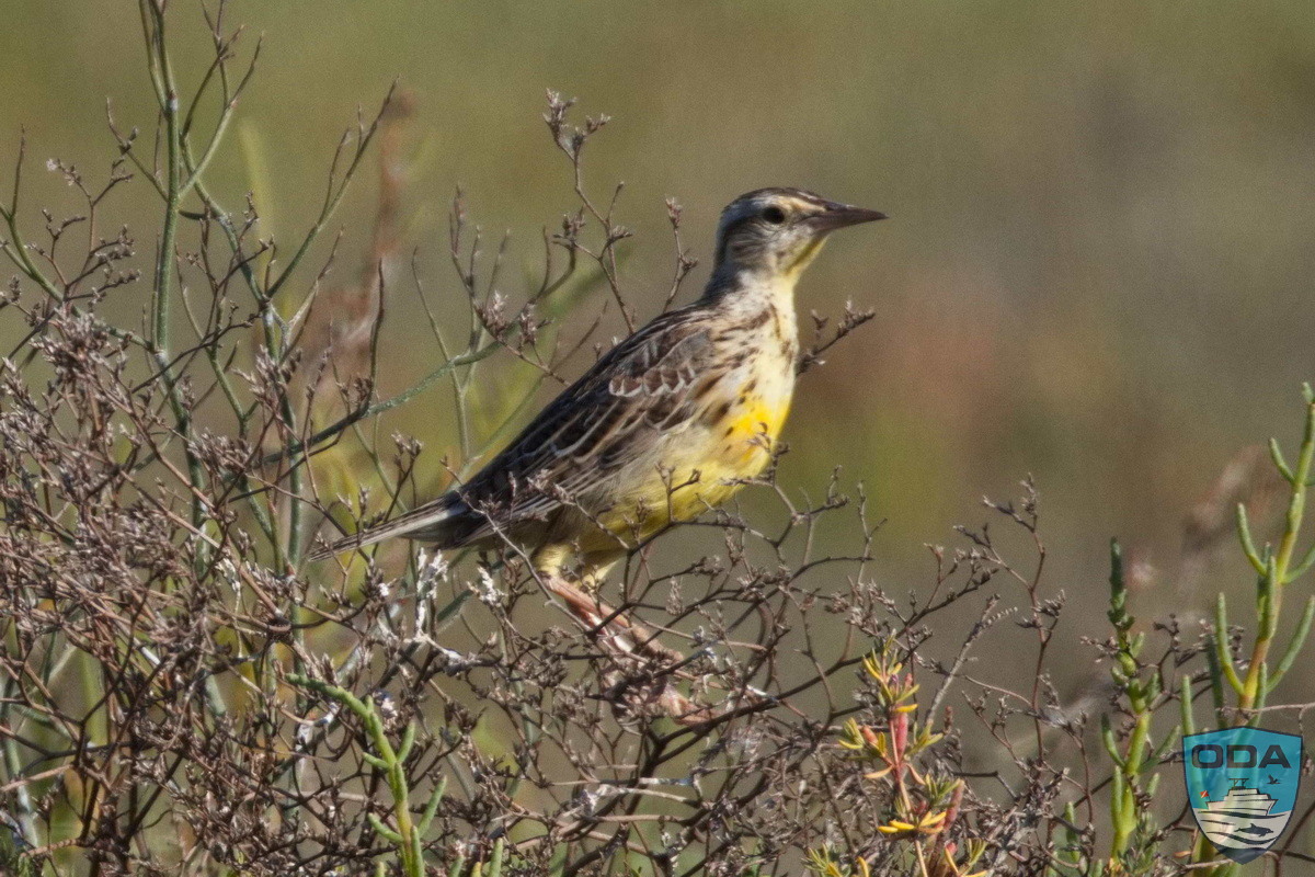 Meadowlark 1 PS LR 1200w wm