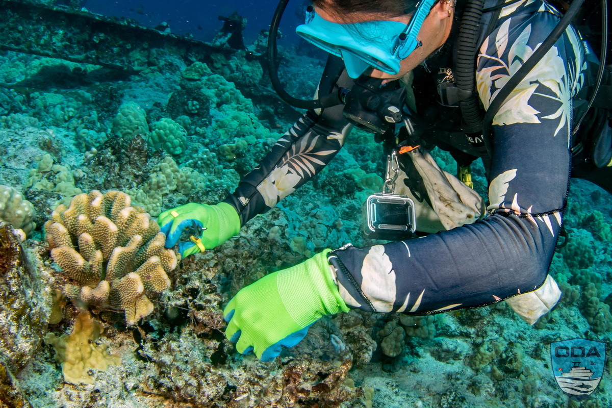 ODA volunteer UW Diver removing debris