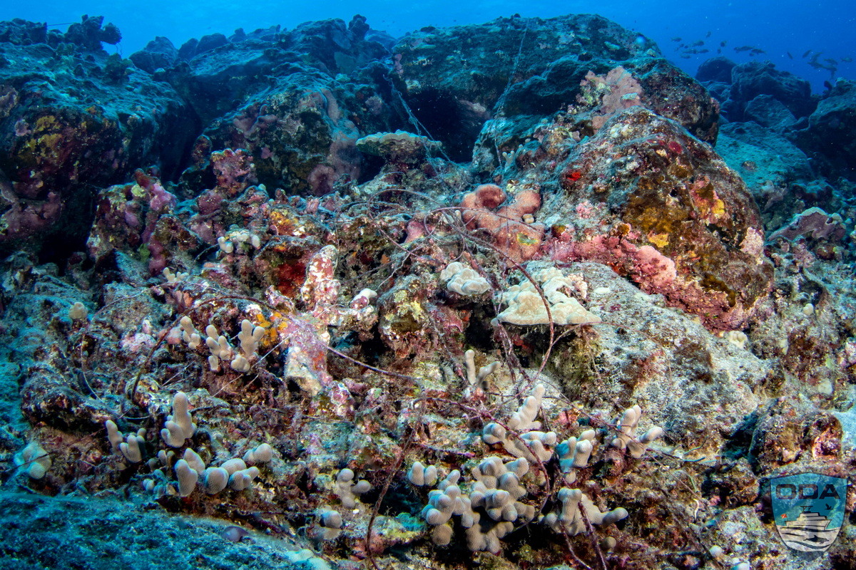 Abandoned fishing lines coveing coral heads
