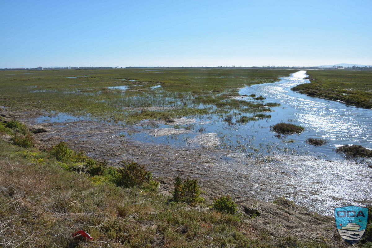 The vast wetlands