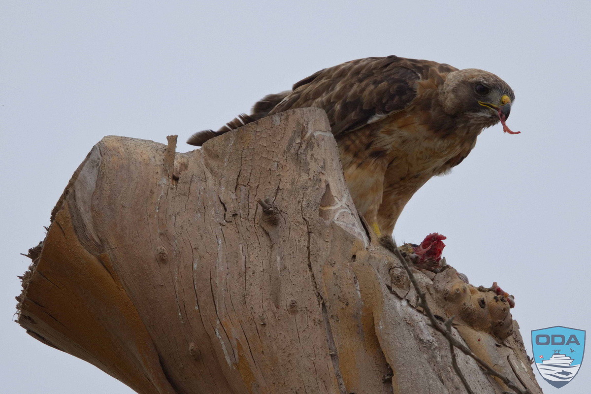 Red tailed hawk