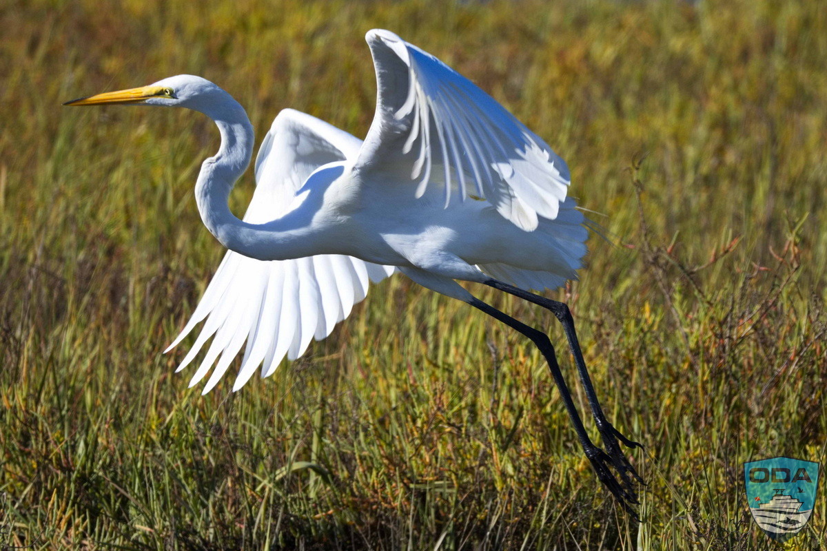 Great egret