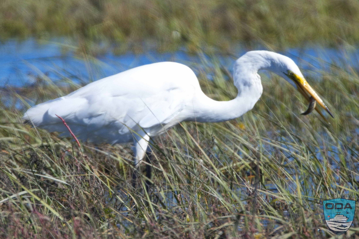 Great egret
