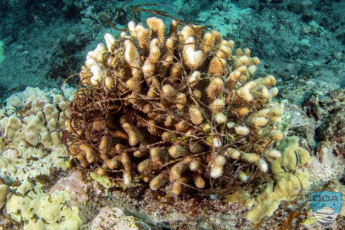Coral being held "prisoner" by derelict fishing line weaving through it.