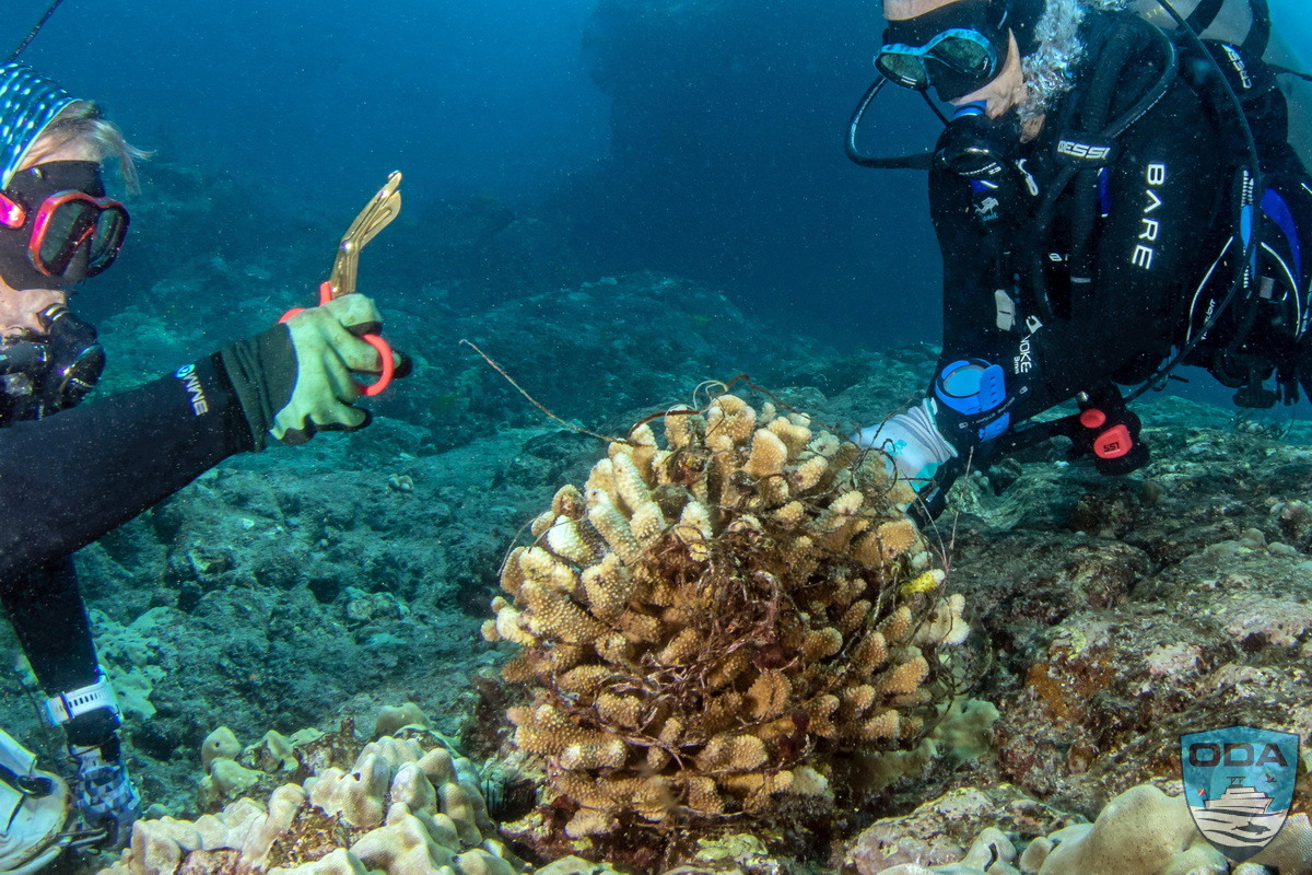 UW Coral entangled in fishing line