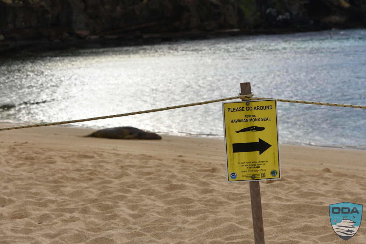 Monk seal sleeping peacefully
