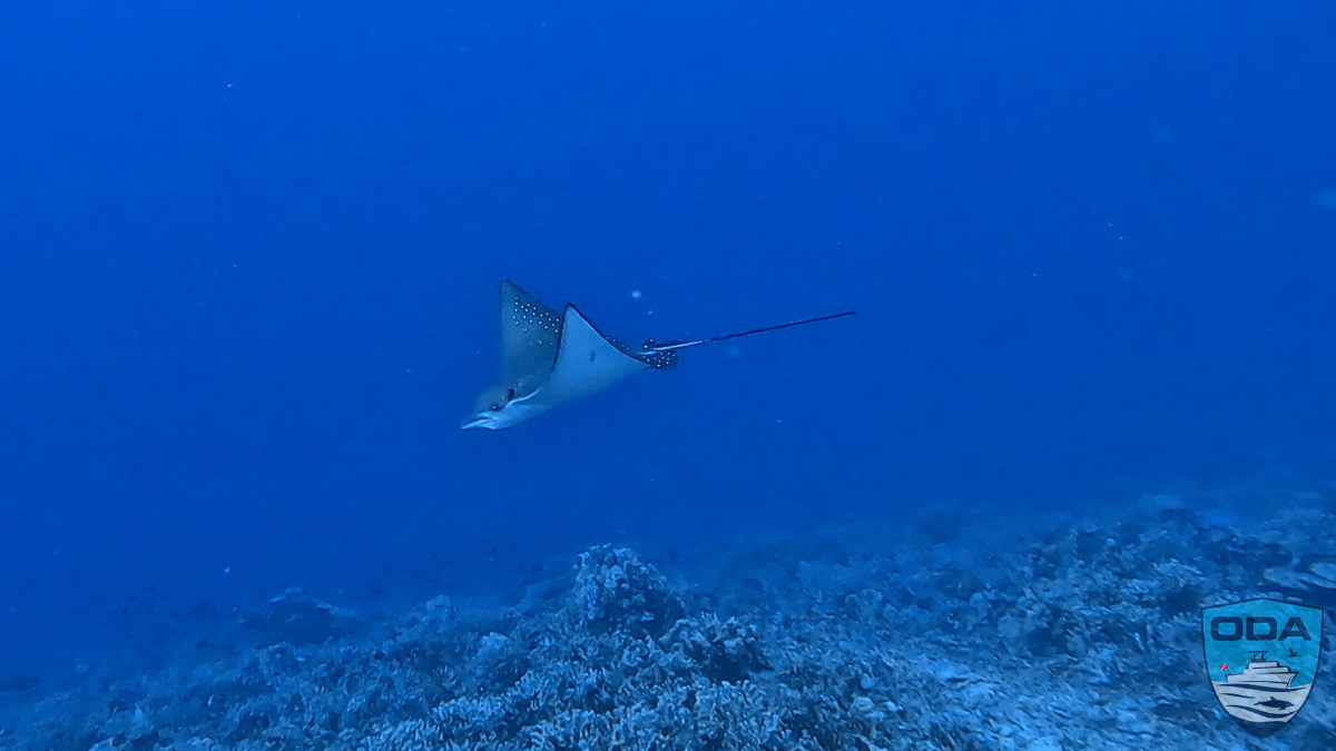Spotted eagle ray