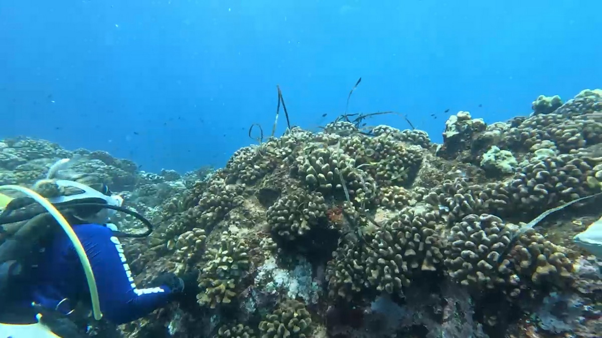 Ocean conservation crew of scuba Divers remove abandoned fishing gear