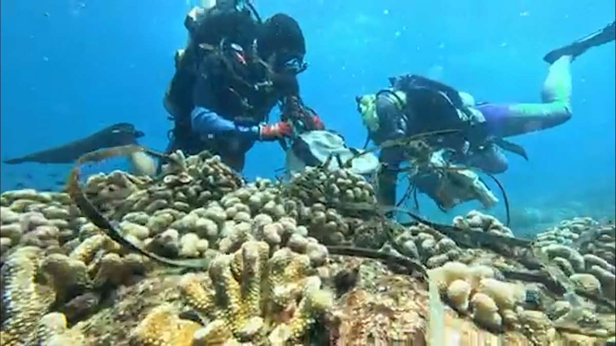 news 2026 09 15 2026 09 02 UW Divers pulling debris from corals 2 1200w