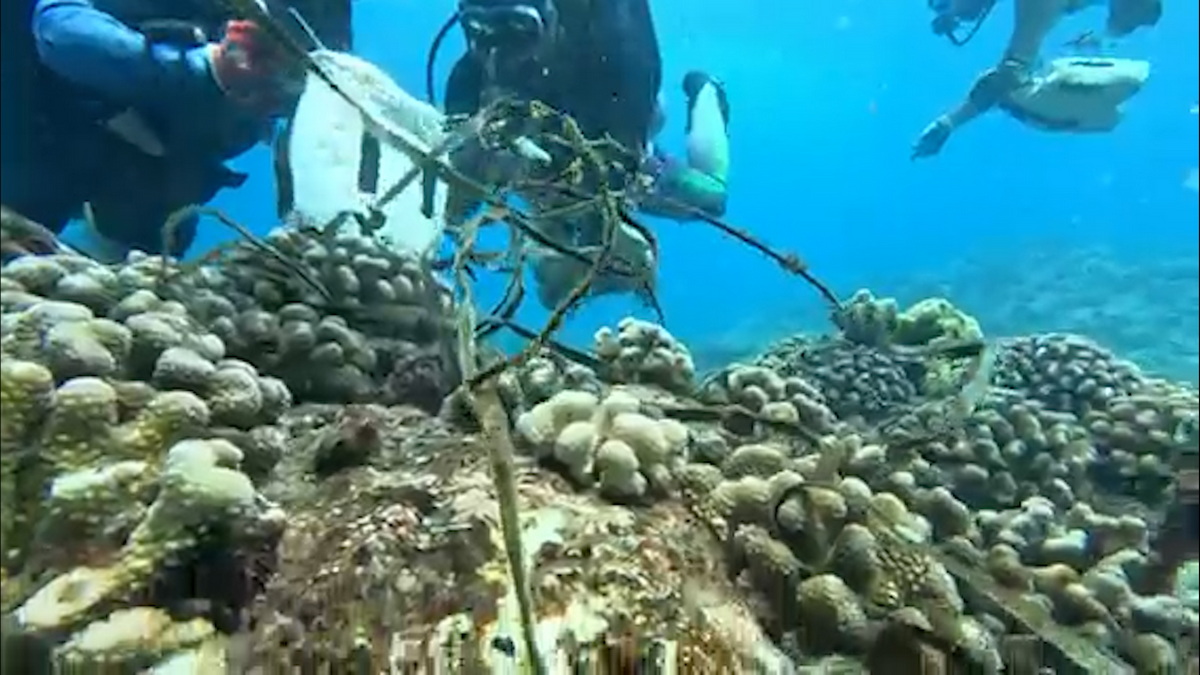 UW Divers pulling debris from corals 5 1200w