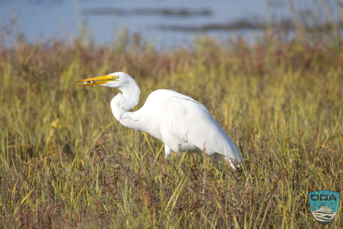 Great egret 1 LR 1200w wm
