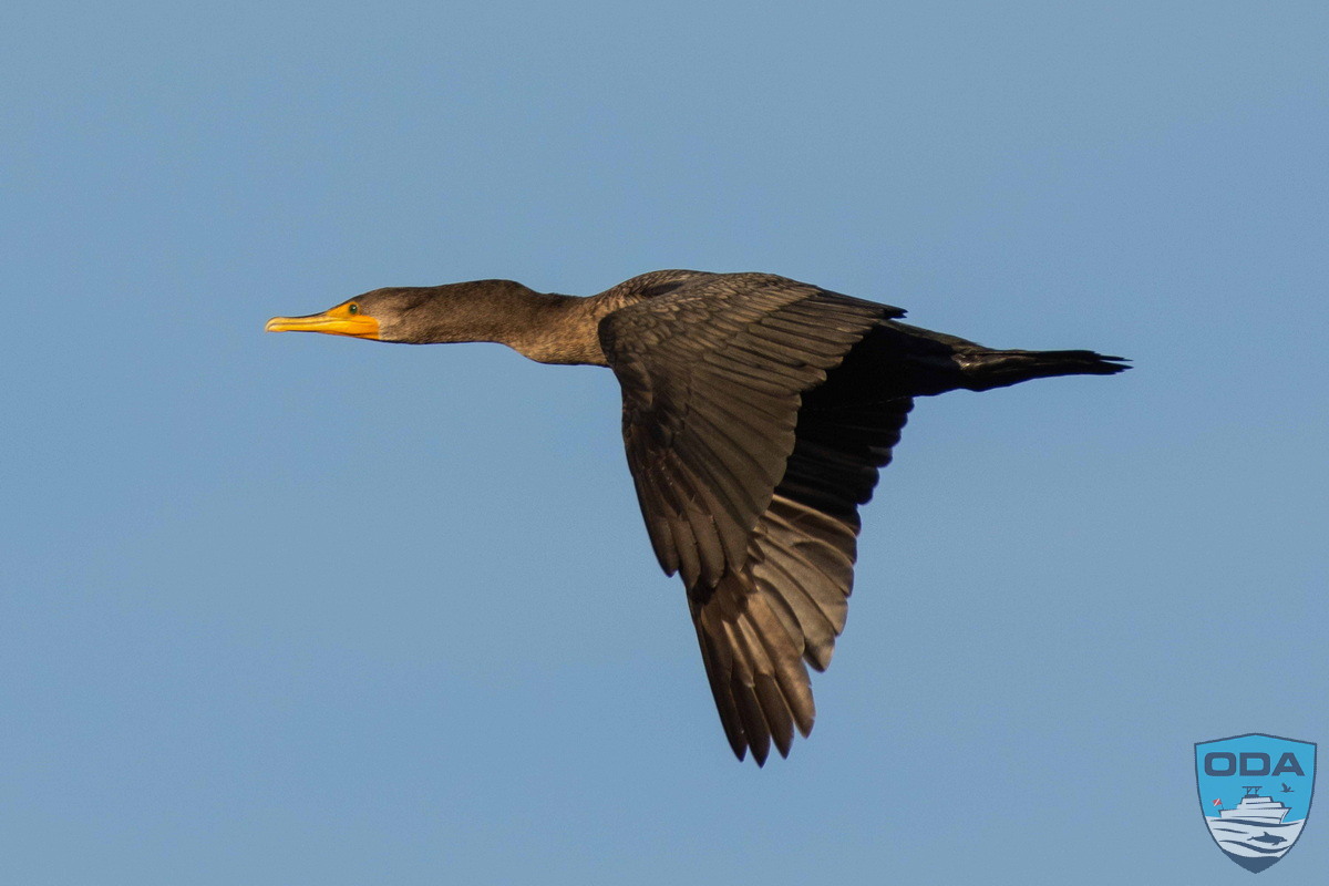 Cormorant in flight
