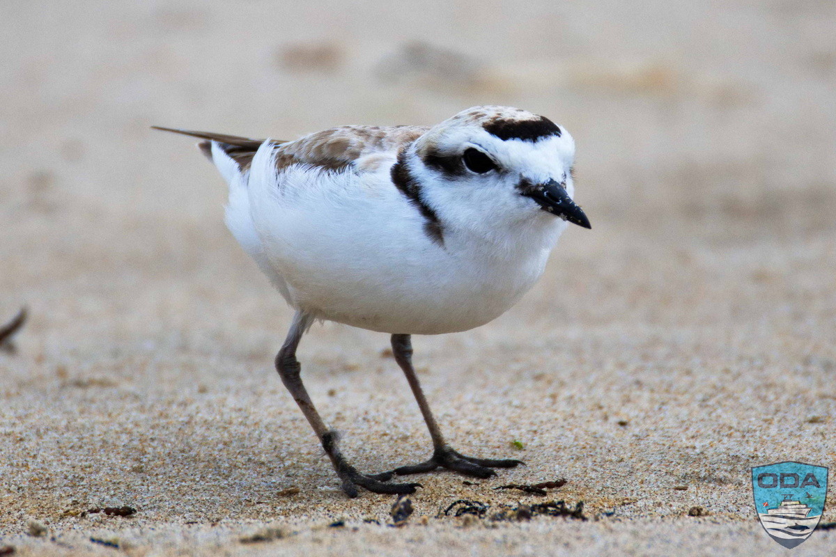 Snowy plover